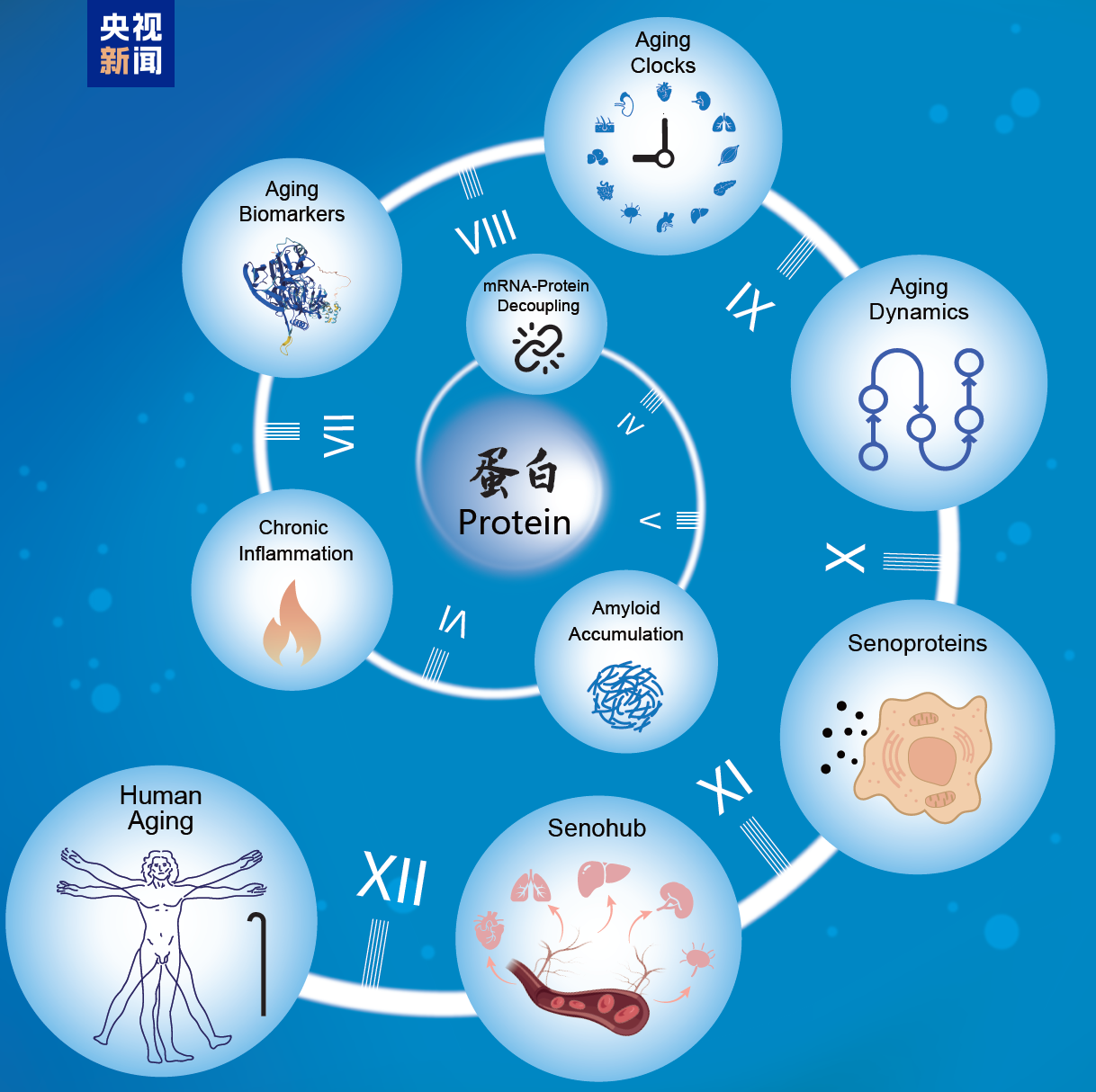 中國科學(xué)家揭秘“衰老時間表”：30歲就開始了